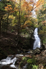 Autumn Waterfall in a Serene Forest in Japan