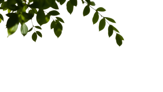 Shadow overlay effect Gray shadow of leaves isolated on white background Plant foliage leaf shadow l