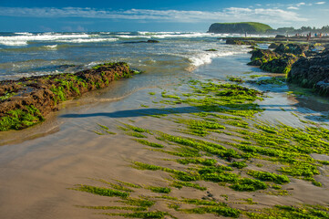 Green plants from sea