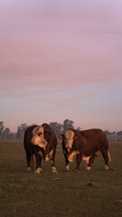 elephants at sunset