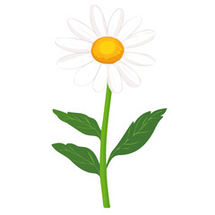My Simple flat 2D illustration of a icon daisy isolated on a white background, vector 2D design, icon, flat 2d illustration art, My vector design