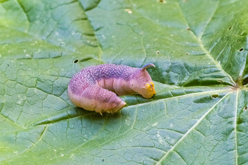 A lime hawk-moth, Mimas tiliae, caterpillar on the grass 
