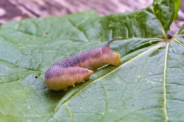 A lime hawk-moth, Mimas tiliae, caterpillar on the grass 
