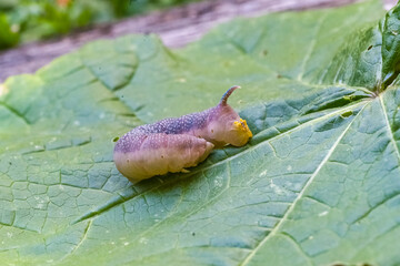 A lime hawk-moth, Mimas tiliae, caterpillar on the grass 
