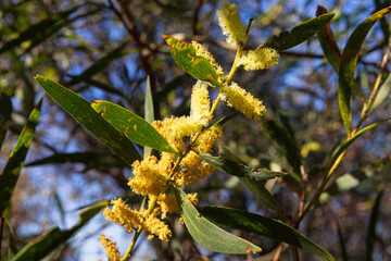 Vibrant coastal yellow wattle (acacia) with green leaves. Captured on a bright sunny day.