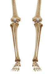 Anatomical illustration displays the human leg skeleton with a black background, showcasing bones, joints, and providing educational content for studies.
