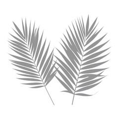 Fototapeta premium Two stylized palm fronds in grayscale, with intricate details