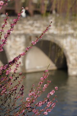 Pink Flowers by the Bridge