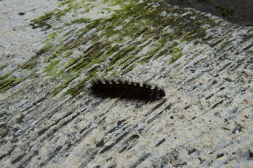A fuzzy caterpillar crawls across weathered stone, showing textures of life's journey.
