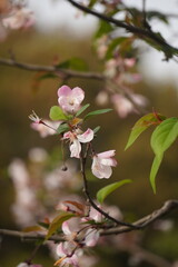 Delicate Pink Sakura Blossom in Full Bloom, Soft Natural Light