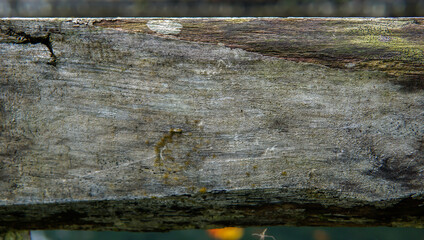 Aged wood plank with visible grain, knots, lichen and weathered texture on an old wooden beam.