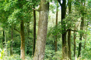 A vibrant forest scene with dappled light filtering through lush trees, showcasing nature's beauty.