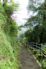 Winding stone stairway descends through a lush, over grown forest passage in remote location.