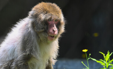 long tailed macaque