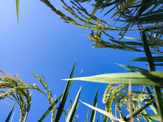 This image shows a close-up view of ripening rice grains hanging from a stalk under a clear blue...