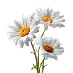 Beautiful close up view of three vibrant blooming daisies  isolated on white transparent background PNG