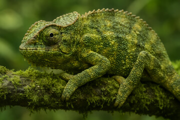 Obraz premium green lizard on a branch