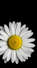 Dew Kissed Daisy: A Floral Close-Up on Black