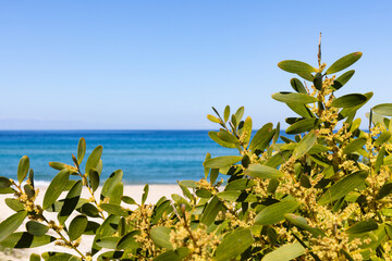 Close-up of beautifully vibrant coastal yellow wattle (acacia) with green leaves under a clear blue sky. Captured amongst the sand dunes of an idyllic South Coast beach.