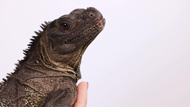 Close-Up of Hydrosaurus Amboinensis in Hand