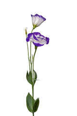 High Quality PNG of lisianthus flower isolated on white background.
