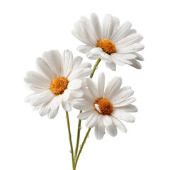 Fototapeta premium A beautiful daisy flower blossoms in nature, its yellow and white petals isolated on a clean background, perfect for summer and spring floral designs