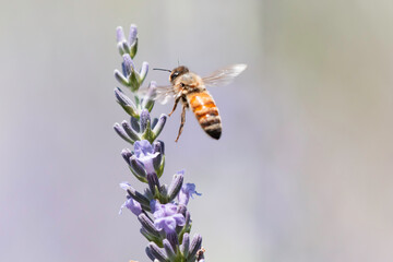 ラベンダーの花で集密するミツバチ