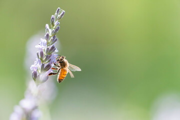 ラベンダーの花で集密するミツバチ