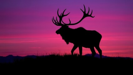 Silhouette of a large bull elk with prominent antlers walking across a grassy hilltop, against a dusky purple sky