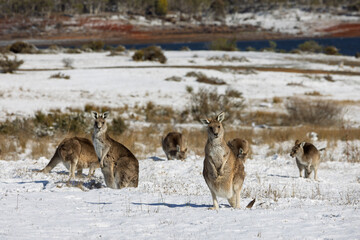 Beautiful brown furred Eastern Grey kangaroos, some carrying baby joeys, eating grass in a snow...