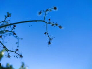This image captures a delicate plant with small white seed heads swaying gently against a vibrant blue sky. The sunlight highlights the fine details of the fluffy seeds, creating a peaceful and airy a