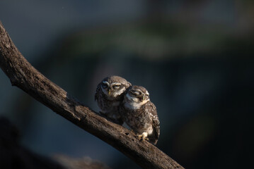 An adorable pair of spotted owlets snuggled together on a tree branch, showcasing a tender moment of companionship with blurred background.