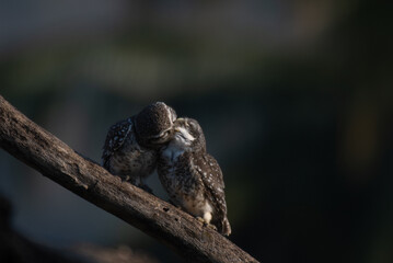 An adorable pair of spotted owlets making kissing each other  on a tree branch, showcasing a tender moment of companionship with blurred background.