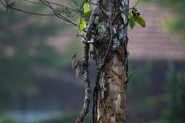 A vibrant Jungle babbler perched on a lichen covered tree branch in a forest and soft focus background of greenery and soft hues with serene atmosphere.