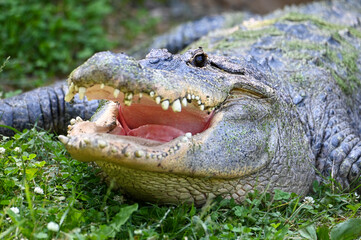 crocodile in the zoo