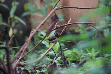 bird on a branch