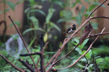 sparrow on a branch