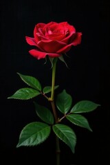 Velvet black backdrop, single crimson rose, lush green leaves , botany, shadows