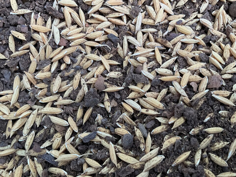 the image looks like rice grains (paddy) and neem mixed together. Neem-based biofertilizers are used in rice farming, which increase soil fertility and naturally control pests.
