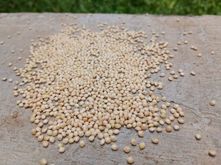 Bird food seeds were scattered on the cement floor.