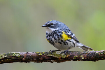 Yellow-rumped Warbler