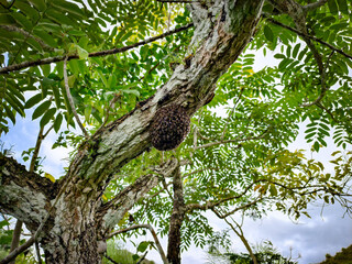 Wild bees 