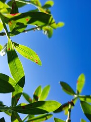 This image features a small plant with slender green leaves and a tiny white flower, set against a...