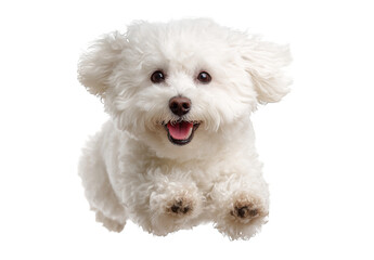 Obraz premium An adorable white Bichon Frise puppy joyfully leaping forward with a bright smile against a transparent background, showcasing playful energy.