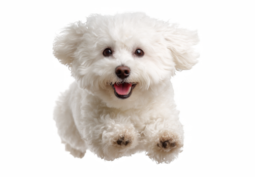 An adorable white Bichon Frise puppy joyfully leaping forward with a bright smile against a transparent background, showcasing playful energy.