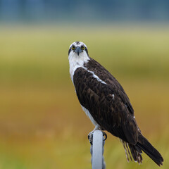 Osprey