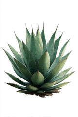 Agave plant with sharp leaves, vibrant green color, isolated white background, showcasing