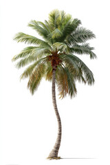 Full coconut palm tree with curving trunk stands isolated against white background