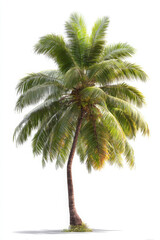 Tall coconut palm tree with curving trunk and lush green fronds stands isolated against white