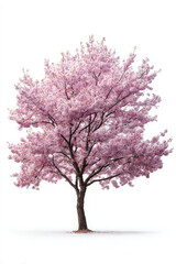 Beautiful cherry blossom tree full bloom, showcasing vibrant pink flowers against white
